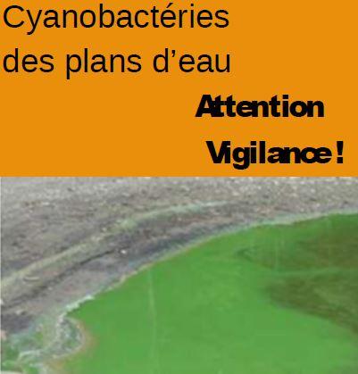 Cyano plan d eau