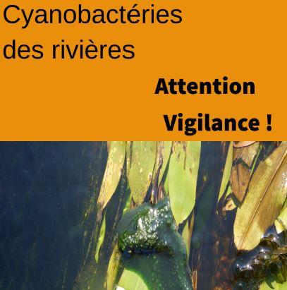 Cyano riviere